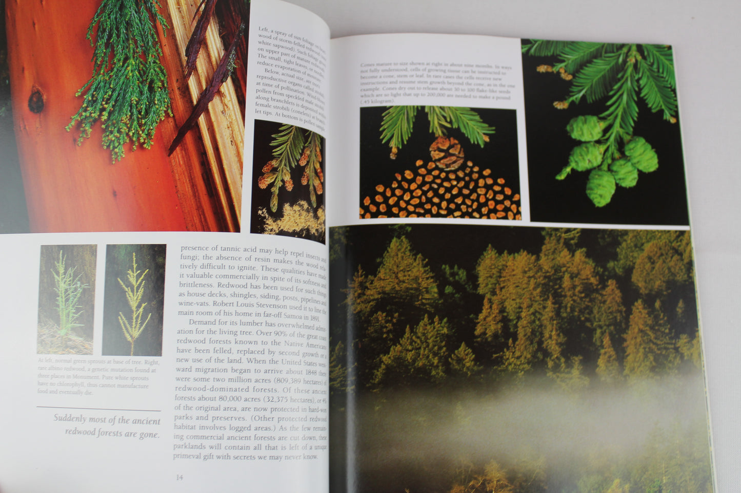 Muir Woods: The Ancient Redwood Forest Near San Francisco by James M. Morley