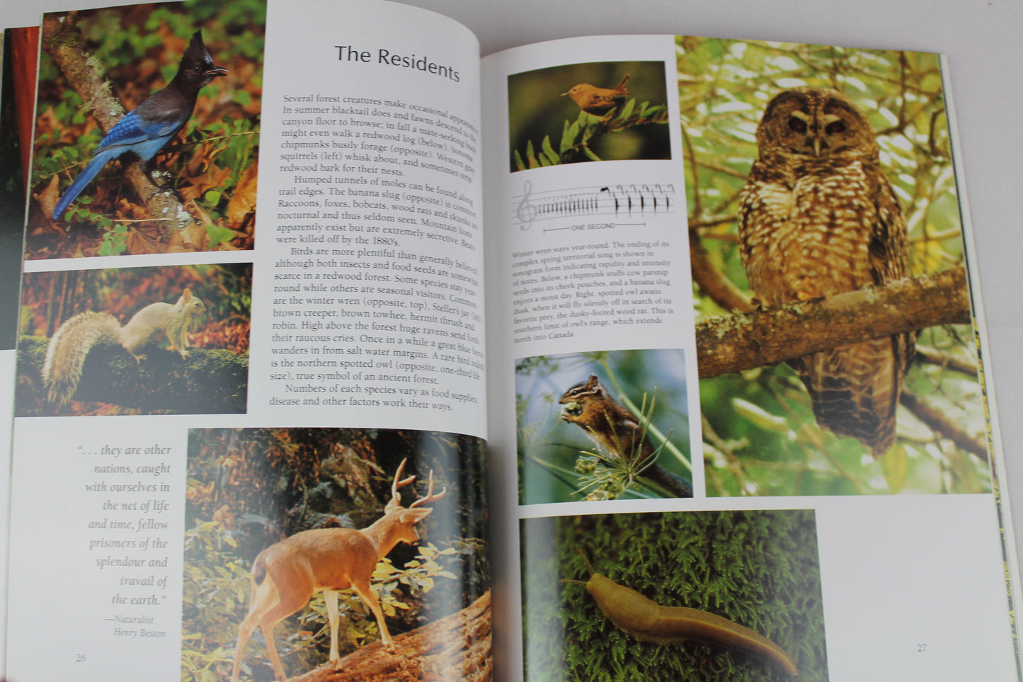 Muir Woods: The Ancient Redwood Forest Near San Francisco by James M. Morley