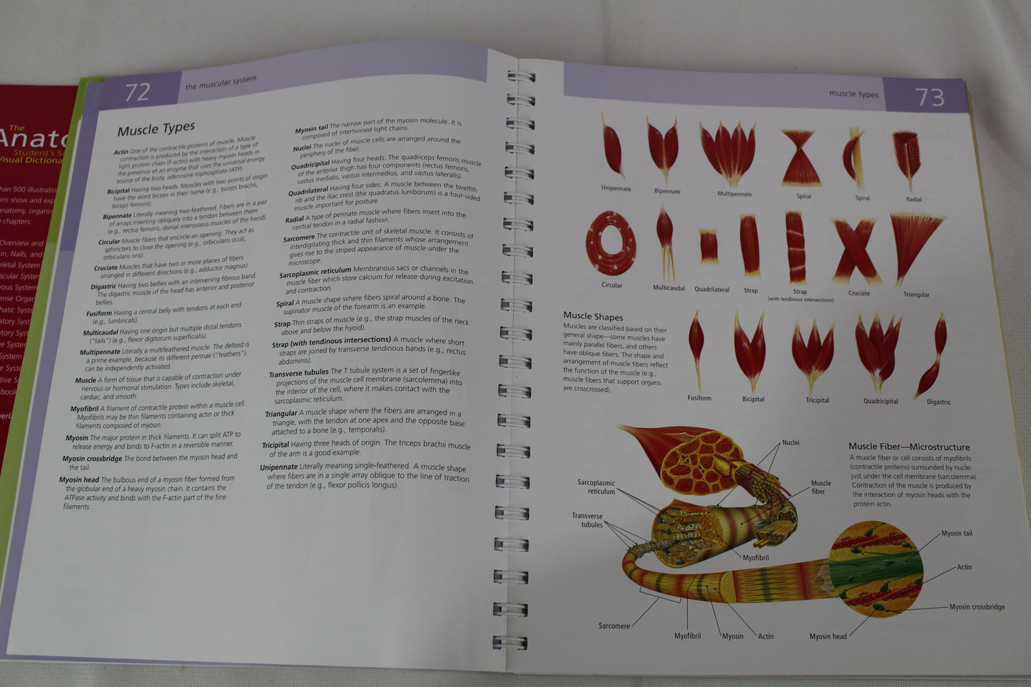 Anatomy Student's Self-Test Visual Dictionary: An All-in-One Anatomy Reference and Study Aid (Barron's Visual Dictionaries) by Ken Ashwell Ph.D.